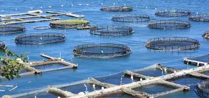 Barème salaires, salaire moyen et salaire minimum aquaculture 2017