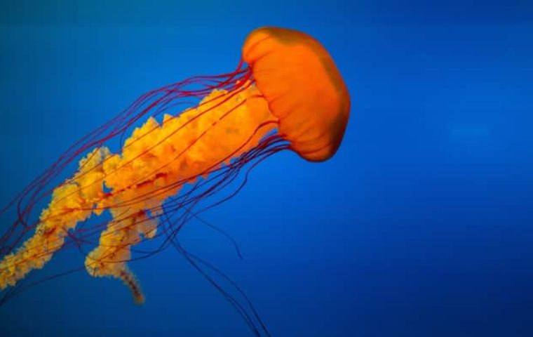What to do if stung by a jellyfish ? What You Absolutely Must Know