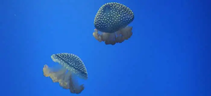 What to do if stung by a jellyfish ?