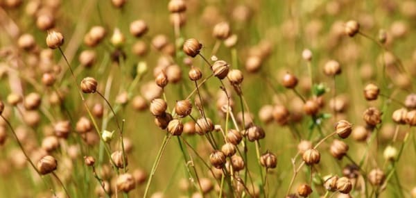 Rémunérations 2022 du rouissage-teillage de lin