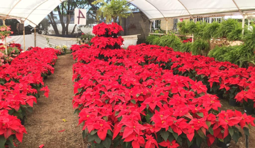 Grille des salaires 2022 de la jardinerie et graineteries en 2022