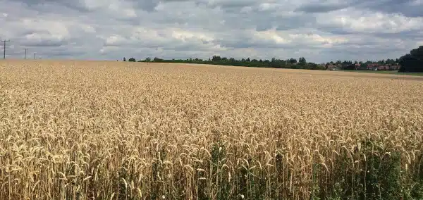 Rémunération minimale de la transformation des grains (meunerie) en 2022