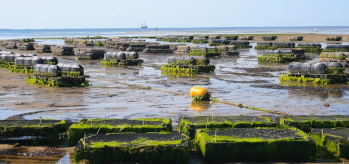 Rémunérations minimales de la conchyliculture en 2023
