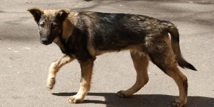 Lettre au propriétaire d’un chien errant