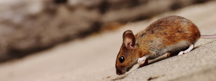 Rémunérations minimales de la désinfection, désinsectisation et dératisation en 2023