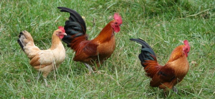 Rémunérations minimales des industries de la transformation des volailles en 2023