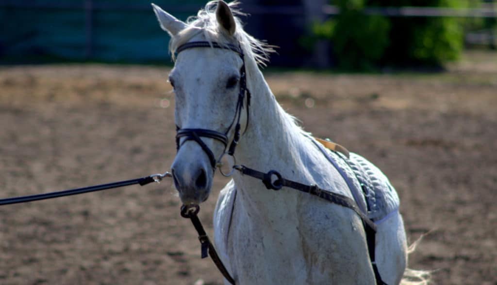 Grille des salaires 2024 des centres équestres