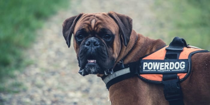 Formulaire officiel de demande d’un permis provisoire d'un chien dangereux