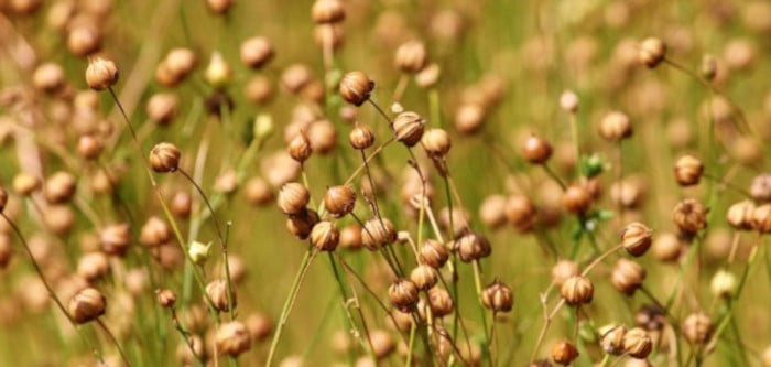 Rémunérations minimales 2024 du rouissage-teillage de lin