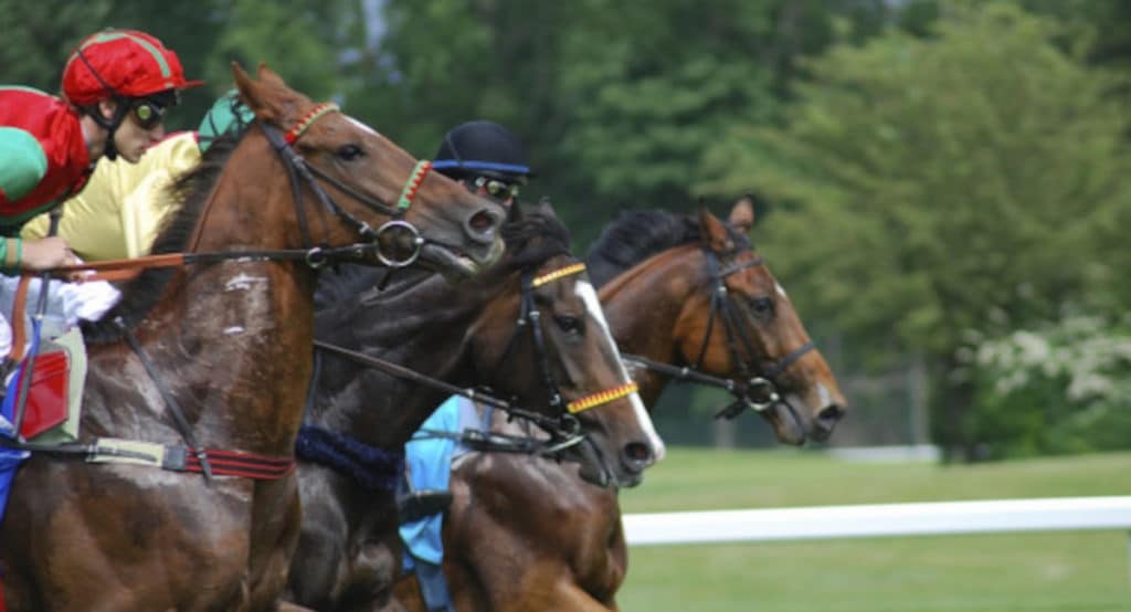 Grille des salaires 2024 de l’entrainement de chevaux de courses au galop