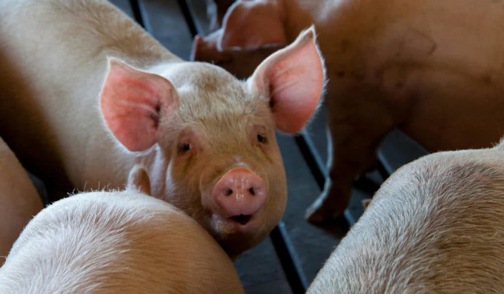 Grille des salaires 2023 de la sélection et reproduction animale