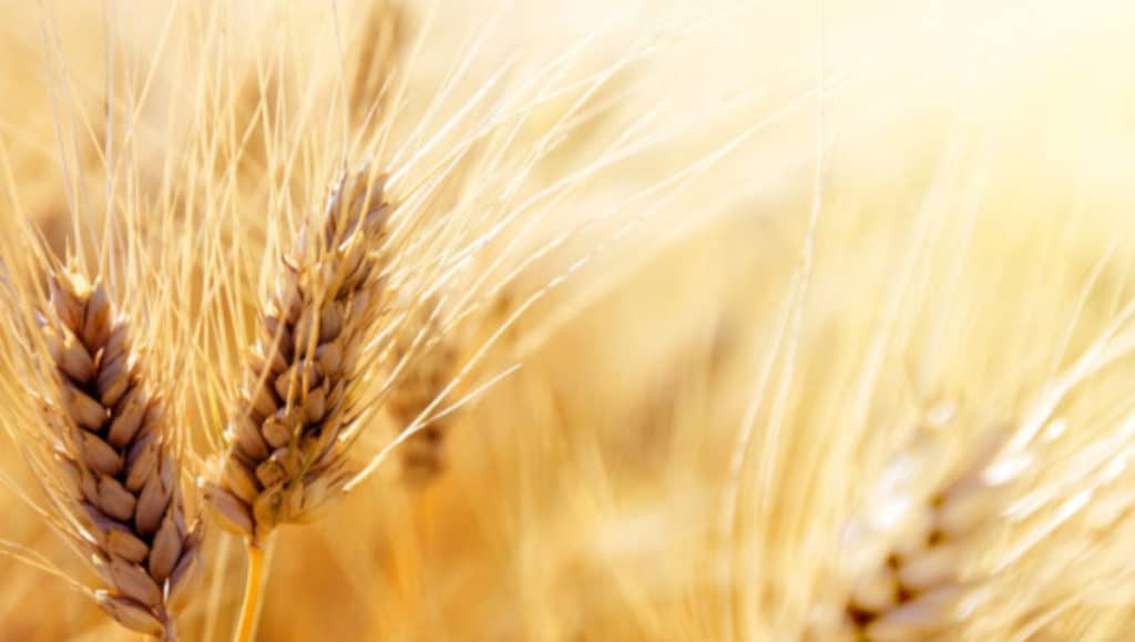 Grille des salaires 2024 de la transformation des grains (meunerie)