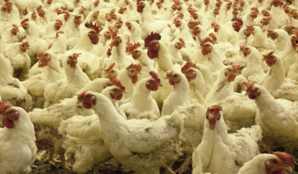 Grille des salaires 2024 des industries de la transformation des volailles