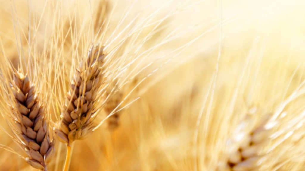 Barème salaires, salaire moyen et salaire minimum de la transformation (meunerie) des grains en 2025