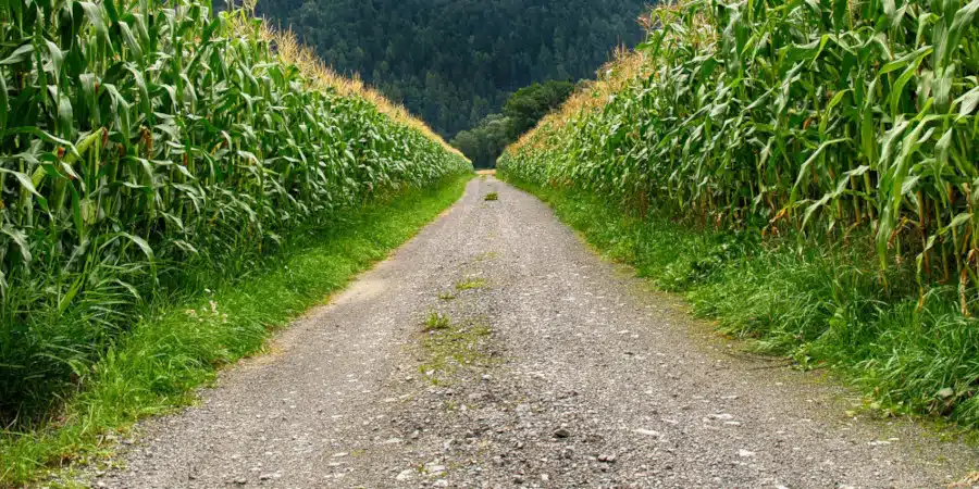 Rémunérations minimales des entreprises agricoles de déshydratation en 2025