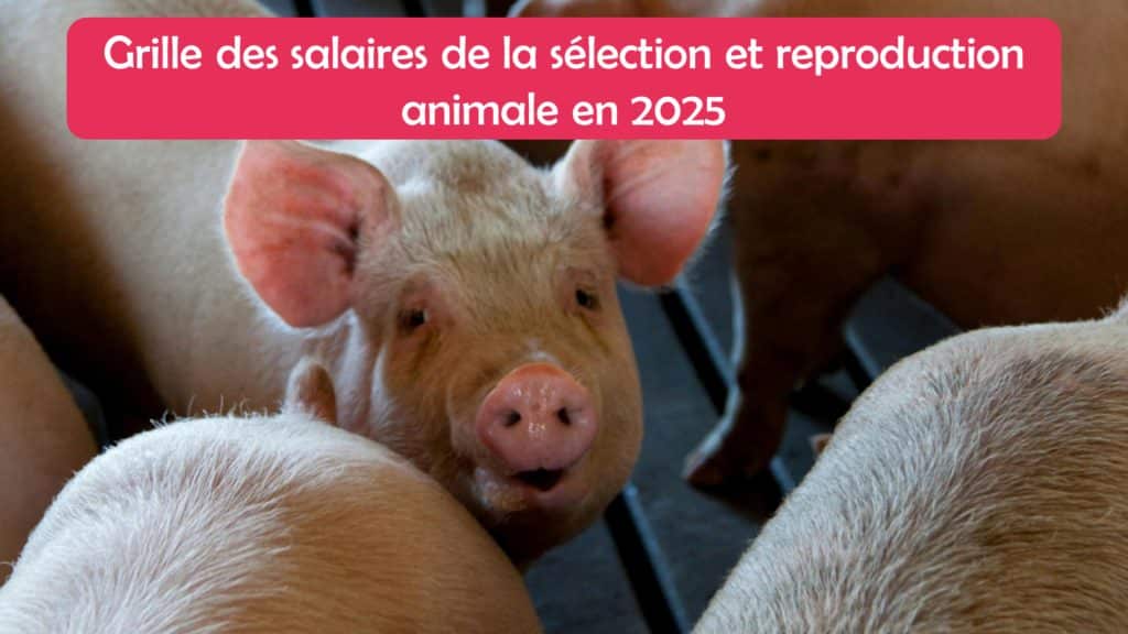 Grille des salaires 2025 de la sélection et reproduction animale