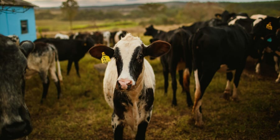 Rémunérations minimales du contrôle laitier en 2025