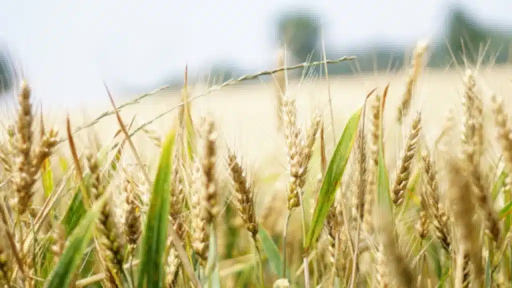 Barème salaires, salaire moyen et salaire minimum des coopératives de céréales en 2024