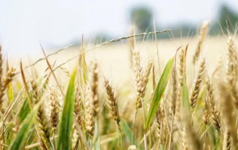 Grille des salaires des coopératives de céréales en 2024