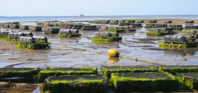 Rémunérations minimales de la conchyliculture en 2025