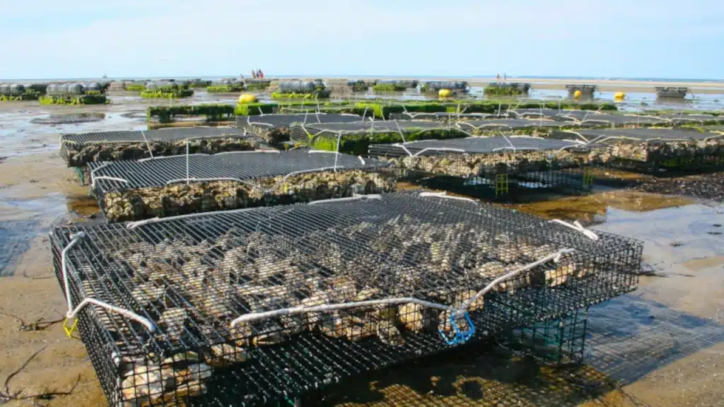 Barème salaires, salaire moyen et salaire minimum de la conchyliculture en 2026