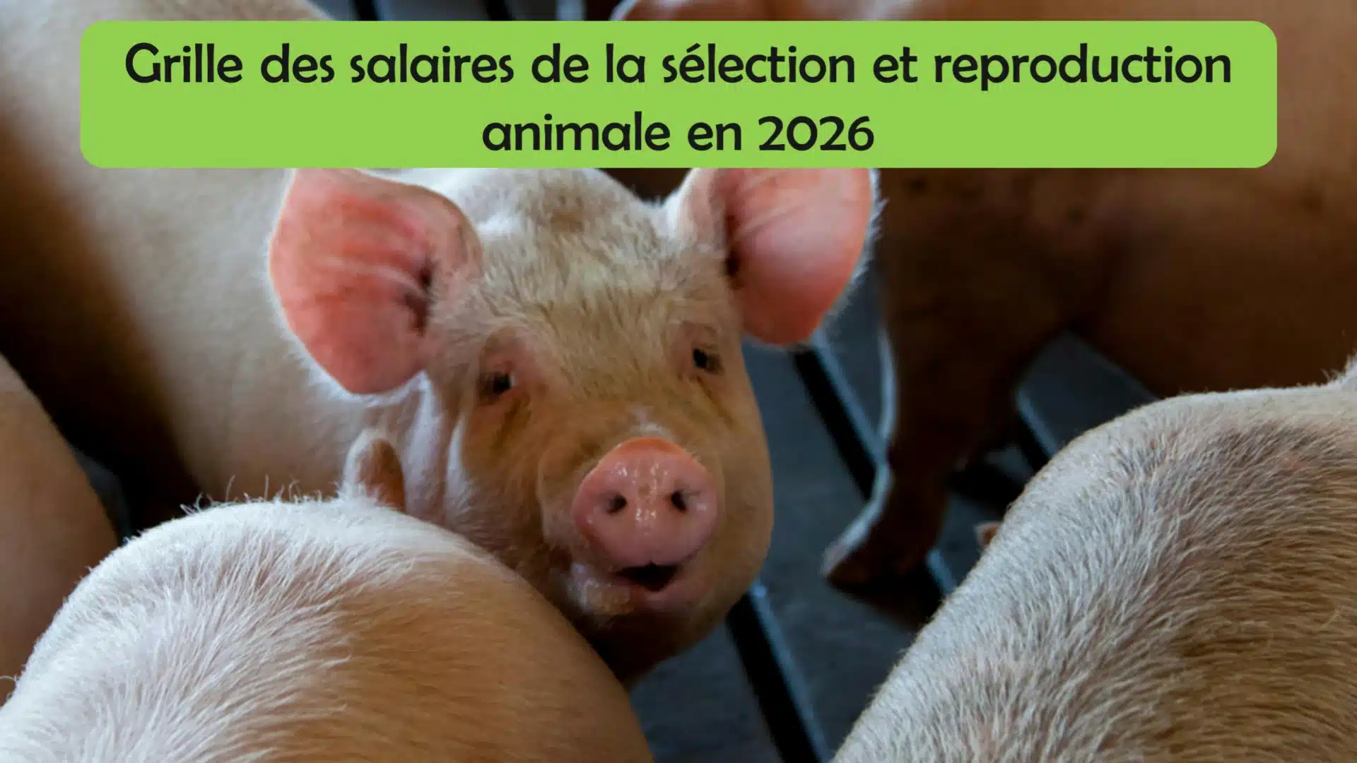 Grille des salaires 2026 de la sélection et reproduction animale