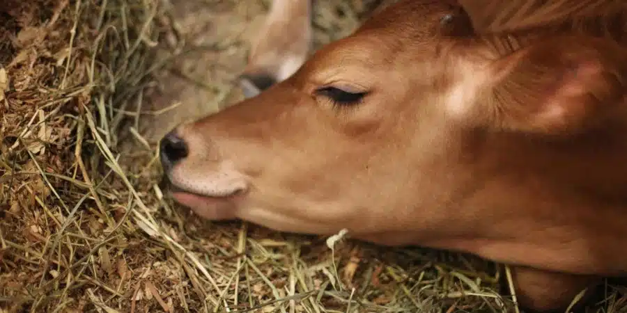 Rémunérations minimales de la sélection et reproduction animale en 2026